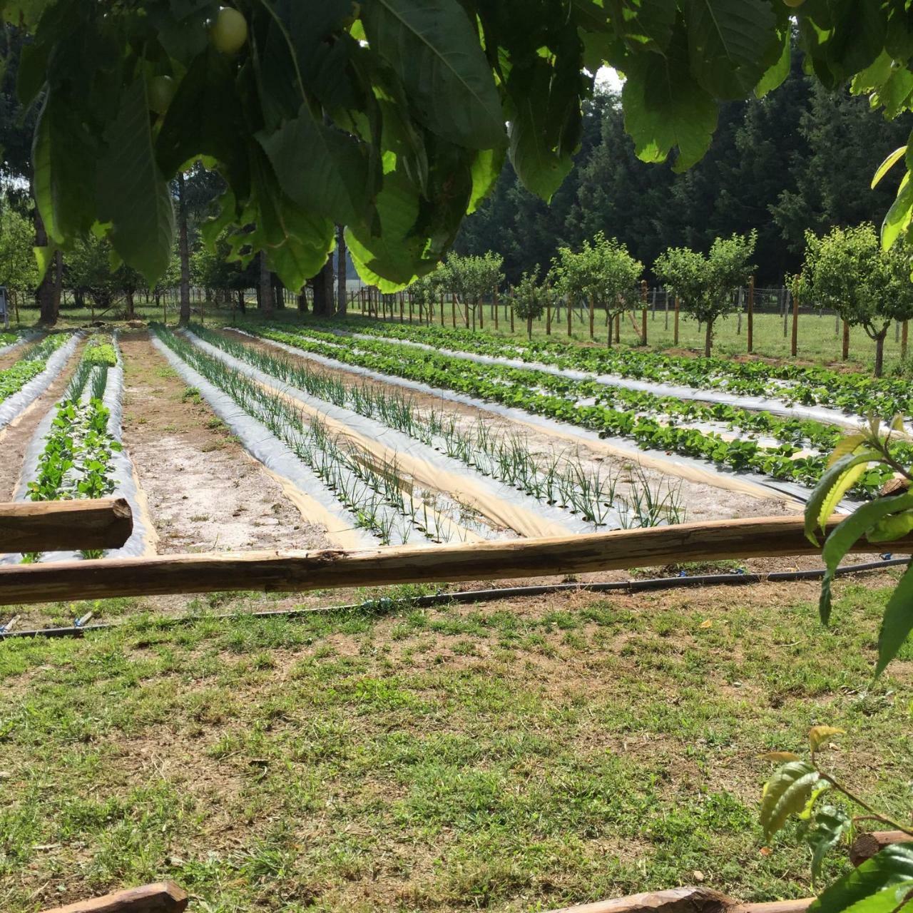 Agriturismo Fiorella Camigliatello Silano Eksteriør bilde